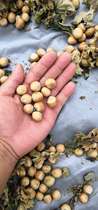 Wild hazelnuts A B C raw and cooked have 2kg of delivery to send pliers