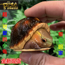 Animal Planet 2021 heart wide body fat series 01 elastic turtle resin GK hand-made climbing pet model amphibious spot