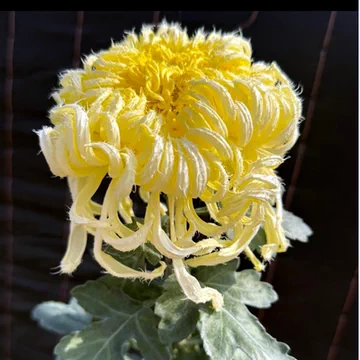 鹅毛粉黛大菊苗-鹅毛粉黛大菊苗促销价格、鹅毛粉黛大菊苗品牌- 淘宝