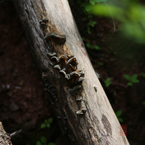 @ Take Wenhan Yunnan specialty forest wild fungus 100g