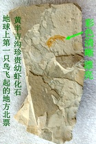 Natural paleontological strange stone ornamental stone fossil animal insect Huang BanJigou rare colored juvenile shrimp fossil 1892