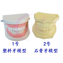 American Tooth Tool Material Teeth Whitening Practice Resin Dental Denture Practice Standard Model Plaster Dental Model