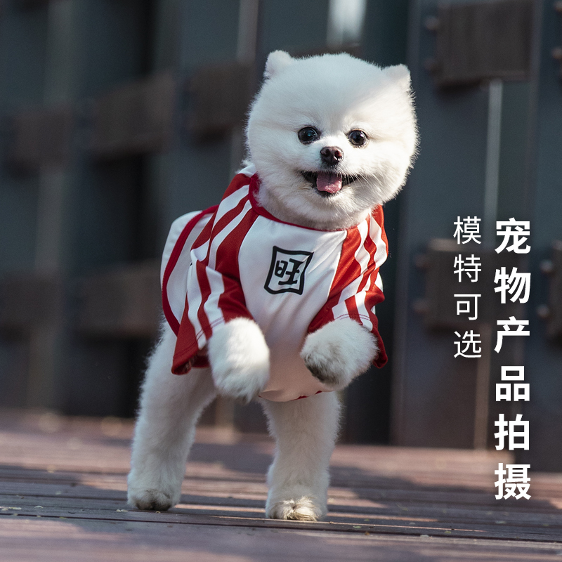 Pet products Supplies shooting Dog clothing toys short video Cat food model advertising Micro film photography
