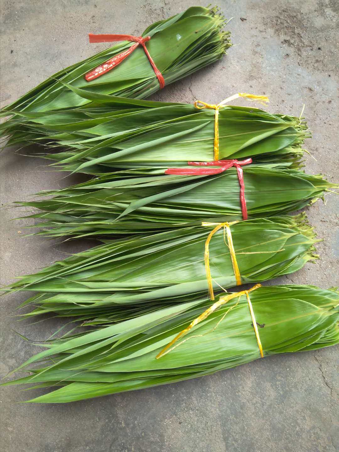 端午节粽子叶 新鲜现摘粽叶,野生粽子叶可包大肉粽大片粽叶100片