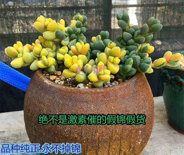 华丽风车锦-华丽风车锦促销价格、华丽风车锦品牌- 淘宝
