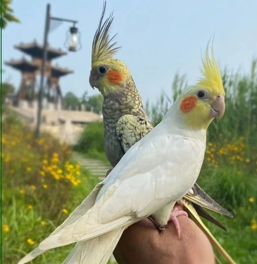 オウム 生きている鳥 生きている動物 セキセイインコの鳥 生きている鳥 話している鳥 生きている鳥 ペットのオウム