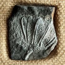 Fossil original stone creation hole sea lily fossil (master sandblasting finishing) hardcover frame