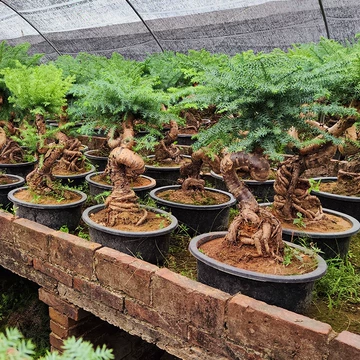 杉树盆栽-杉树盆栽促销价格、杉树盆栽品牌- 淘宝