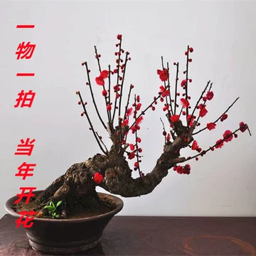 大红梅花老桩盆栽-大红梅花老桩盆栽促销价格、大红梅花老桩盆栽品牌- 淘宝