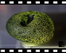 Green skin flower point Gobi natural strange stone agate beyond horse quality A- V (colorful · Huateng)
