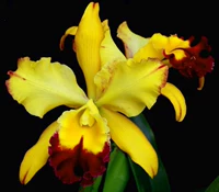 Orchid-yanglan-caterland-pot.hwa yuan gold x enc.ciliare золотые воспоминания
