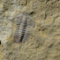 Trilobite fossil * Long red stone cliff