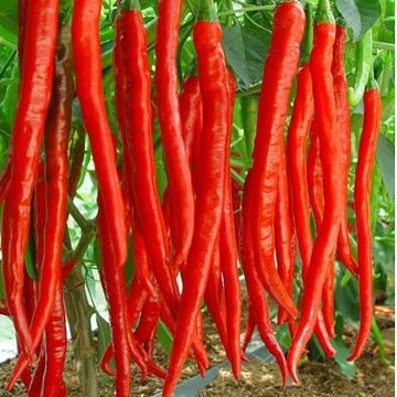 批发湖南农家特产新鲜红辣椒辣红尖椒特辣新鲜无公害蔬菜4斤包邮