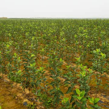 山東煙臺棲霞脫毒蘋果樹苗 新2001喬化果樹苗 南方北方種植水果苗