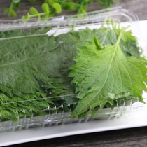 Perilla leaves go to fishy taste to make fish make seafood Japanese sasab dishes to smell