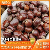 New Zhengzong Qianxi chestnut Sweet chestnut oil chestnut Premium fresh raw chestnuts 500g filled with 3 pounds of pregnant nuts