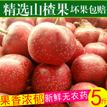(2021 new hawthorn fruit) 5 pounds of fresh hawthorn is now picked from the premium hawthorn mountain red fruit sugar gourd