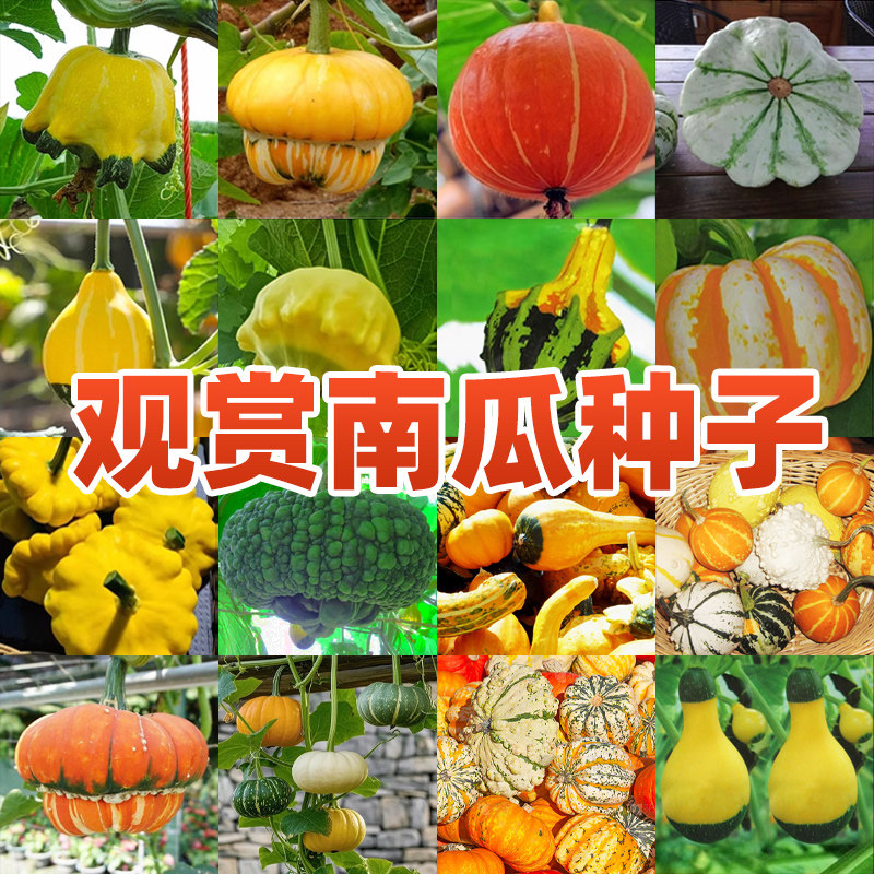 南瓜文玩-南瓜文玩促销价格、南瓜文玩品牌- 淘宝
