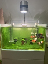 Explosion Algae Light Out of Tweed Excellence Water View full spectrum led Exploding Algae lamp Explosion Moss Fish Tank Lamp Green Moss Light Green