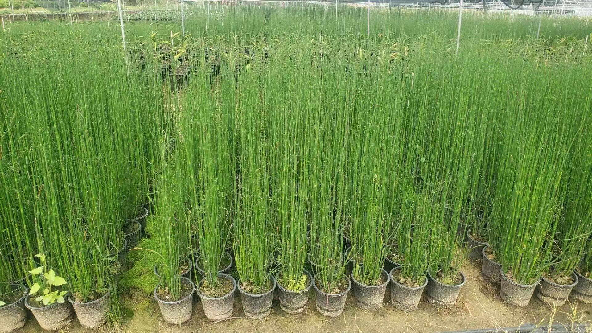 笔管草-笔管草促销价格、笔管草品牌- 淘宝, image size:1920x1080