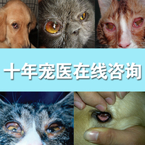Dog eye drops antibacterial anti-inflammatory conjunctivitis keratitis bomei bear eye drops to remove tears to prevent cataract
