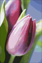 Cross stitch electronic drawings 510 purple tulip 300W * 450H67 color XSD source file