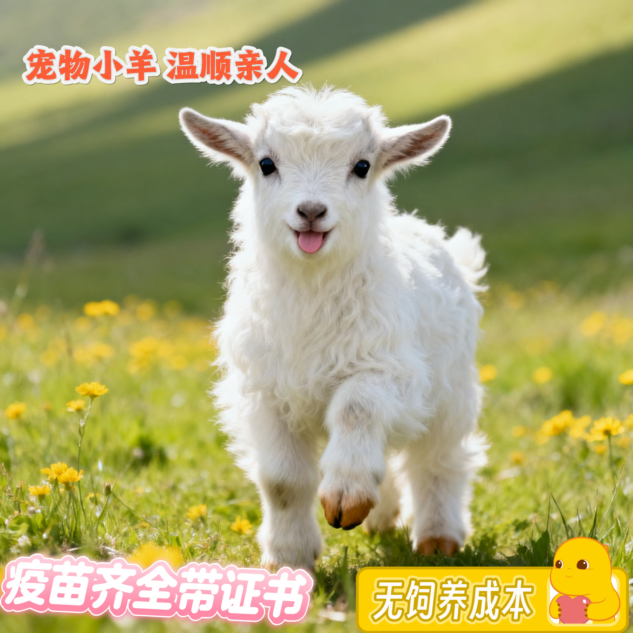 侏儒小羊陪你共度温馨日常🌿🐾-宠物-淘宝好物网