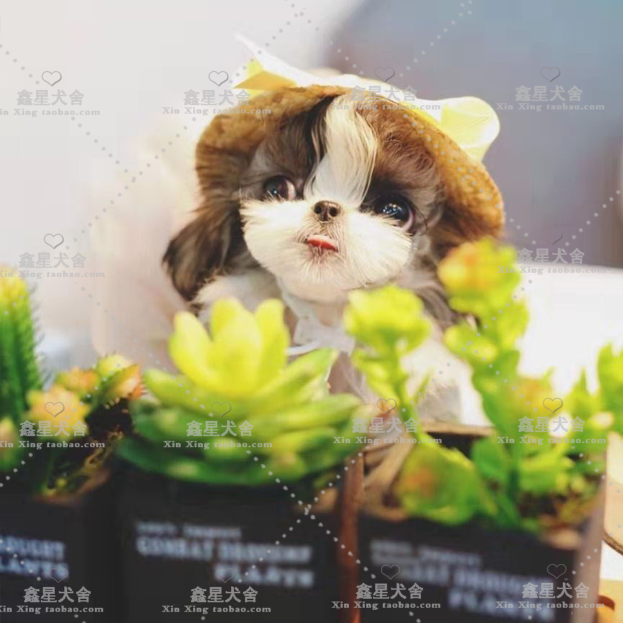 Shih Tzu Live Racing Purebred Korean Pedigree Teacup Dog Shih Tzu Court long-haired dog Suitable for family breeding