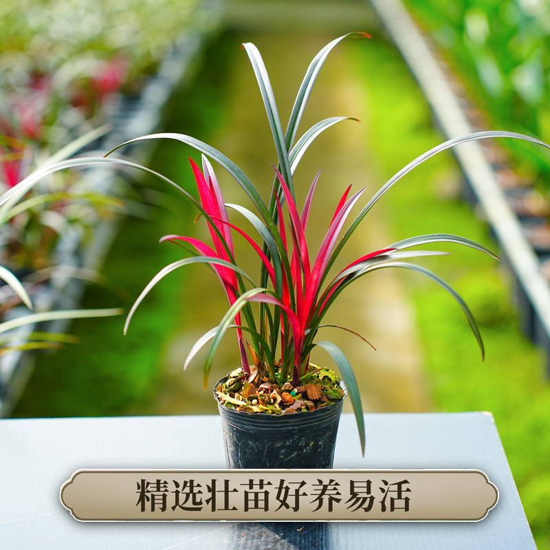 寒兰红草-寒兰红草促销价格、寒兰红草品牌- 淘宝