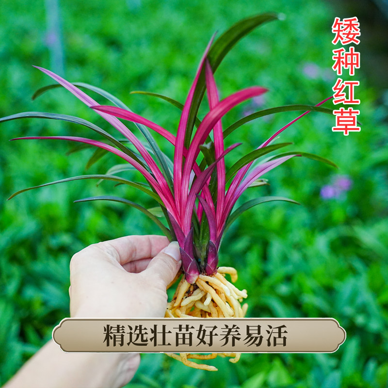 浓香型矮种绿云兰花苗-浓香型矮种绿云兰花苗促销价格、浓香型矮种绿云