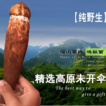 Deep Mountain Lane Fresh Chicken Geria 500g lychee gift box Chicken brown 38 Mushrooms Oil Chicken ArsonYunnan Wild Fungus