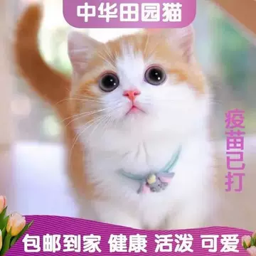 花狸猫-花狸猫促销价格、花狸猫品牌- 淘宝