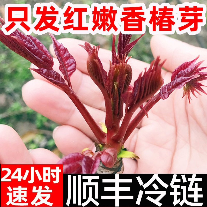 红油香椿芽四川-红油香椿芽四川促销价格、红油香椿芽四川品牌- 淘宝