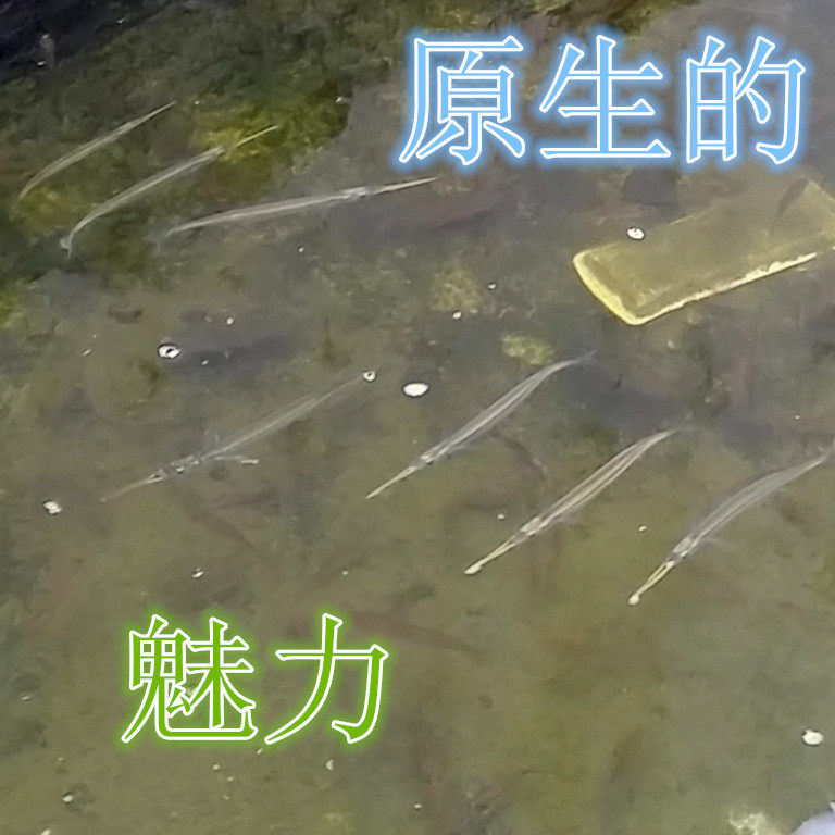 25年爆款冷水观赏鱼推荐|九州鱵鱼真实养感分享+避坑指南-旅游-淘宝好物网