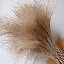 Natural New Reed eternal life bouquet window decoration ornaments blowing dust flower wheat ear dried flower wedding props