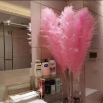 Internet celebrity pink big reed dried flowers natural real flower shooting props wedding scene arrangement flower arrangement super large eternal flower