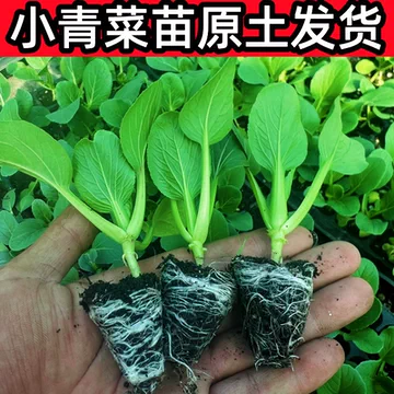 鸡毛菜苗　上海青 菜苗 ミニ青梗菜の苗　食用　ネコポスいっぱい ミニチンゲンサイ シャオパオ(R)｜種（タネ）,球根,苗,資材
