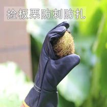 Picking chestnut glove leather leather picking chestnut picking prickly pepper anti-stab Rose cow tie labor protection Garden Art non-slip