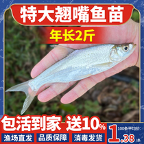Shipping Fish Seedle Authentic Mi-grade Large-mouth Red Cai Taiwan Eat Miscellaneous Freshwater California Perch Seeds