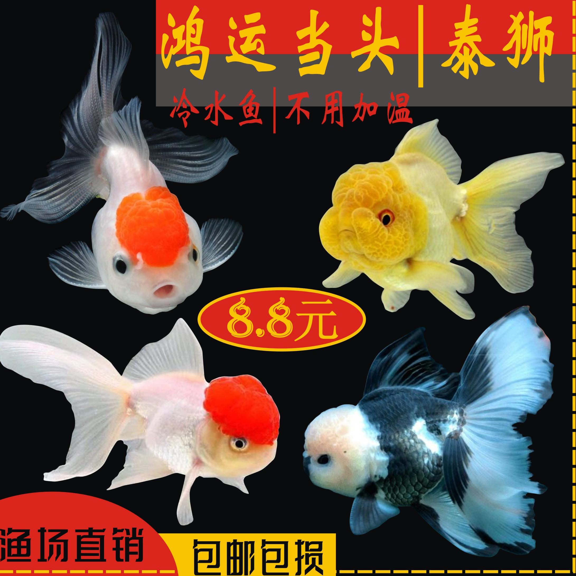 丹顶红狮子头-丹顶红狮子头促销价格、丹顶红狮子头品牌- 淘宝