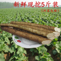 Yishunkang 5 kg fresh burdock root 5 kg agricultural products now dig fresh vegetable products on the beside tea list raw materials