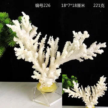 白珊瑚化石-白珊瑚化石促销价格、白珊瑚化石品牌- 淘宝