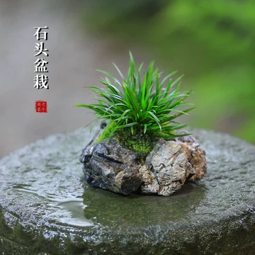 菖蒲盆景文房摆件-菖蒲盆景文房摆件促销价格、菖蒲盆景文房摆件品牌- 淘宝