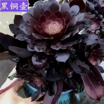 法师多肉植物老桩-法师多肉植物老桩促销价格、法师多肉植物老桩品牌- 淘宝