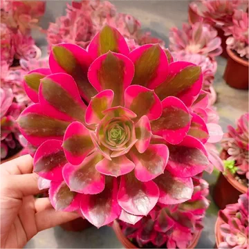 法师锦老桩多肉植物-法师锦老桩多肉植物促销价格、法师锦老桩多肉植物