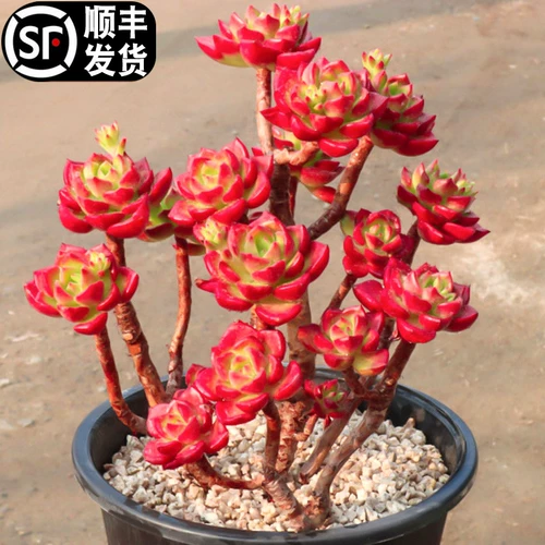 Сочное пламя растения, мякотистые группы, драгоценные старые кучи с высоким содержанием, горшками и зеленые растения, зеленые растения, большое питание