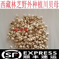 50g Tibetan wild planting of Beichuan Fritillaria Tibetan scallop no pollution environment creates good quality