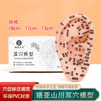 Ear Acupuncture model model of ear model of the model of the reflection area of 13cm 17cm 18cm acupuncture model