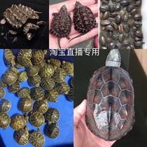 Live selection of the tortoise special shooting link captures the corresponding price avocado Flame Grass Turtles Shunfeng Express Express Delivery Shipping