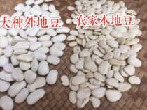 Farmers self-planted local white lentils white kidney beans